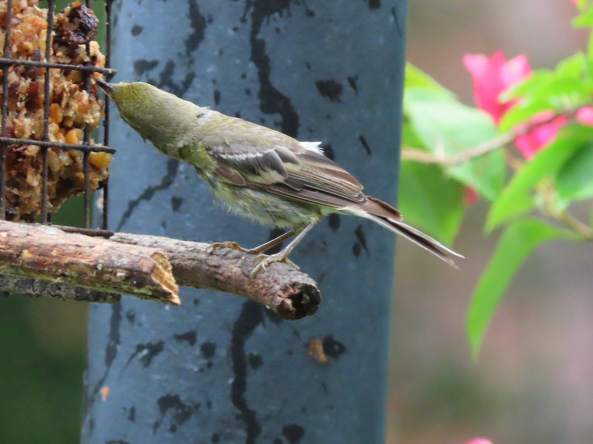Pine Warbler - ML638874086