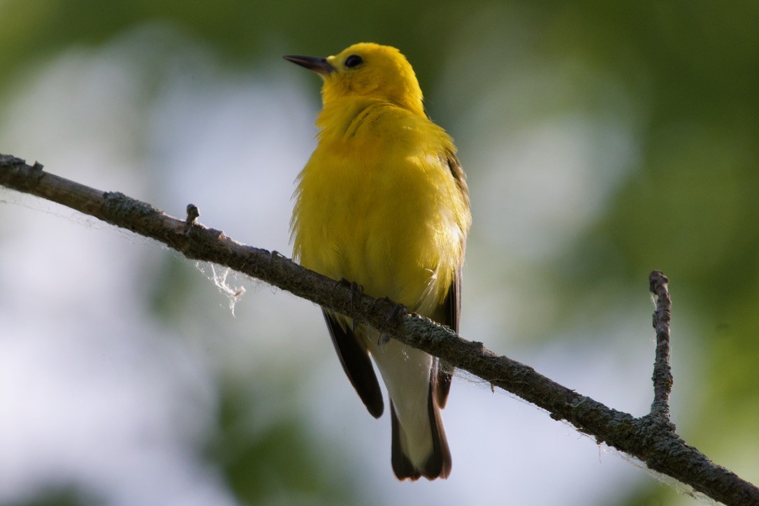 Prothonotary Warbler - ML638874089