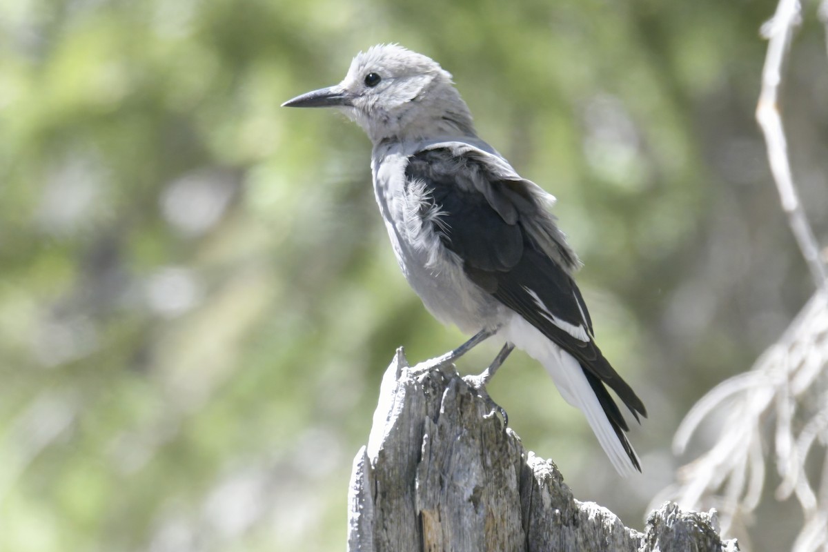 Clark's Nutcracker - ML638874106