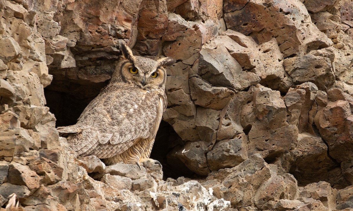 Great Horned Owl - ML638874135