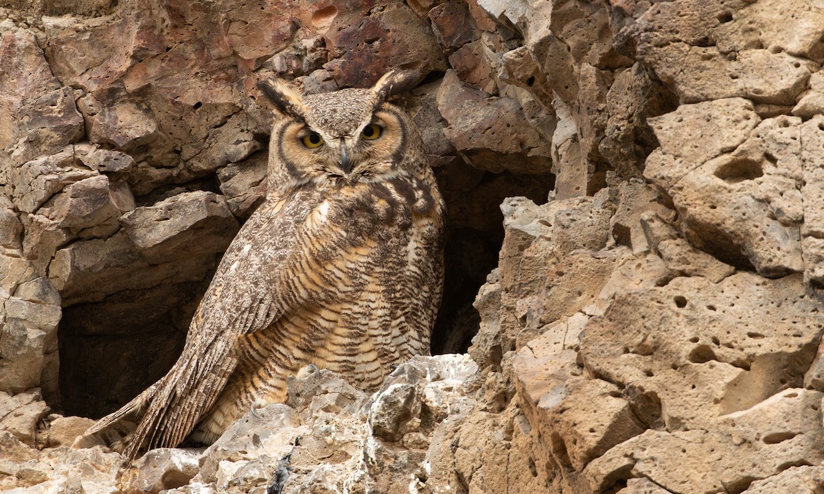 Great Horned Owl - ML638874136