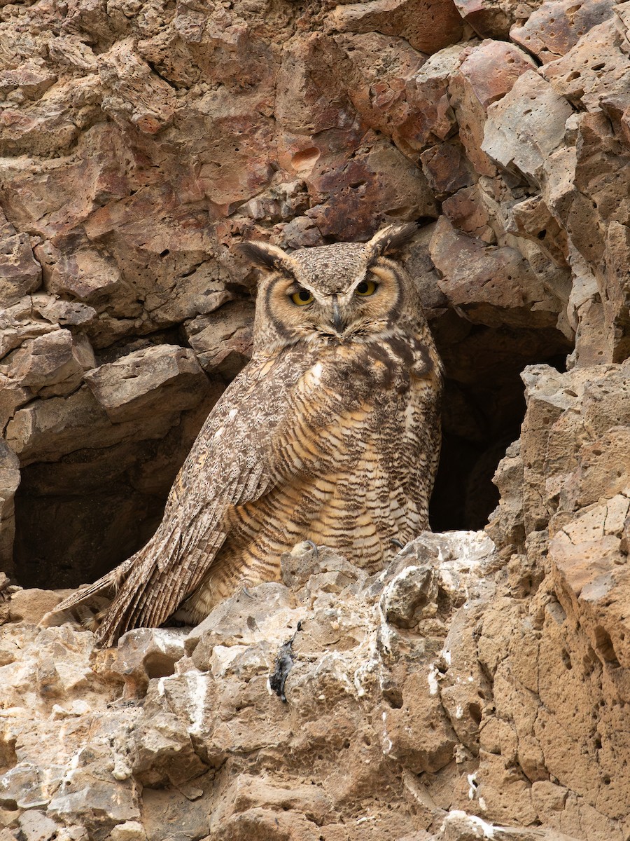 Great Horned Owl - ML638874139