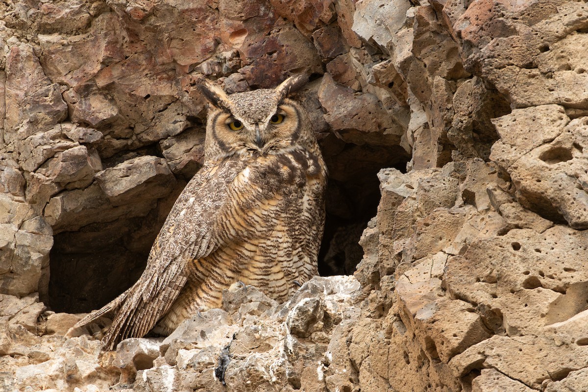 Great Horned Owl - ML638874140