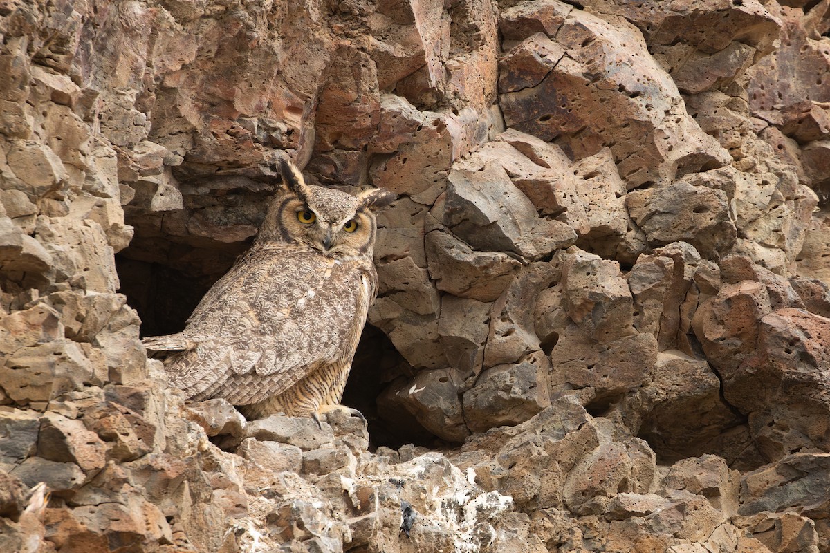 Great Horned Owl - ML638874142