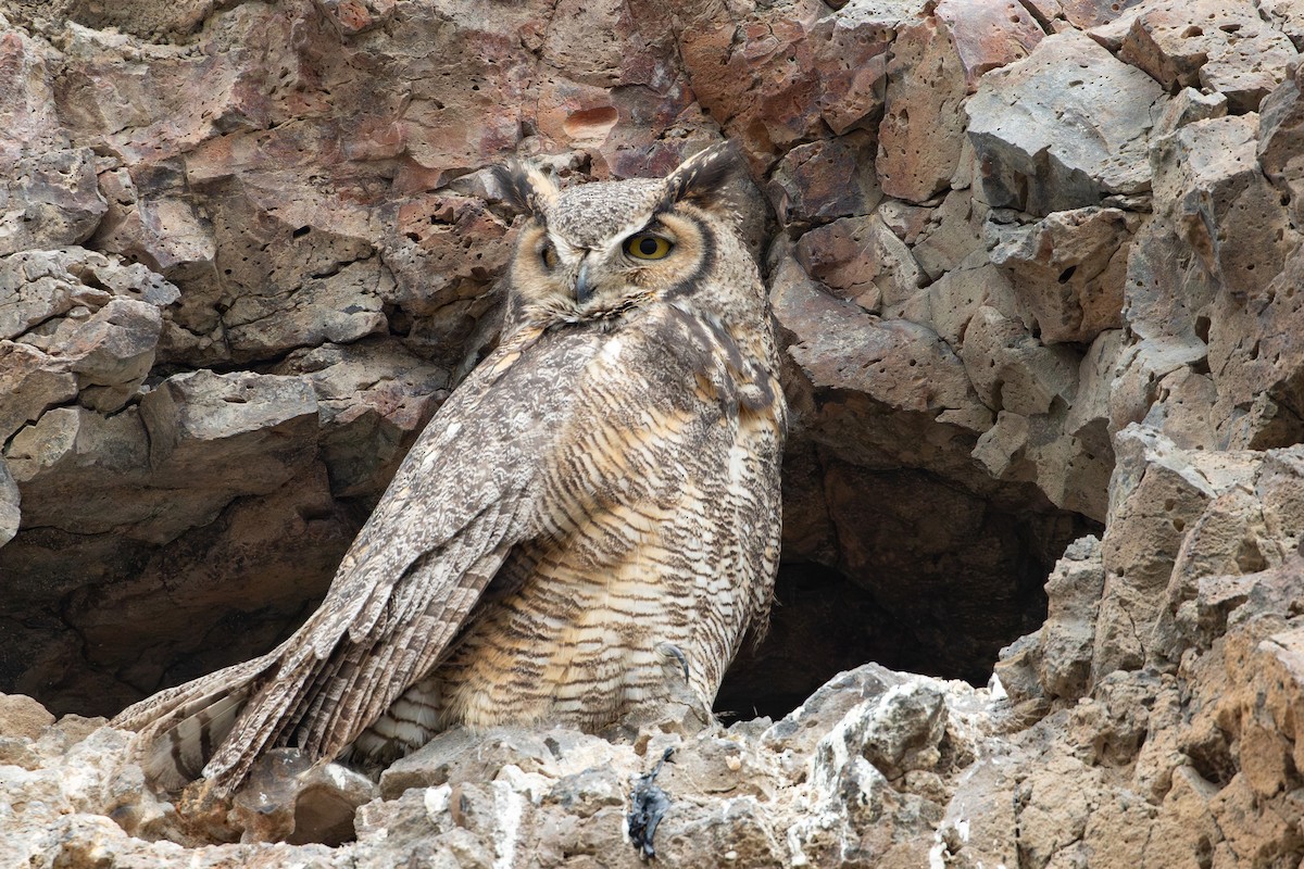 Great Horned Owl - ML638874143