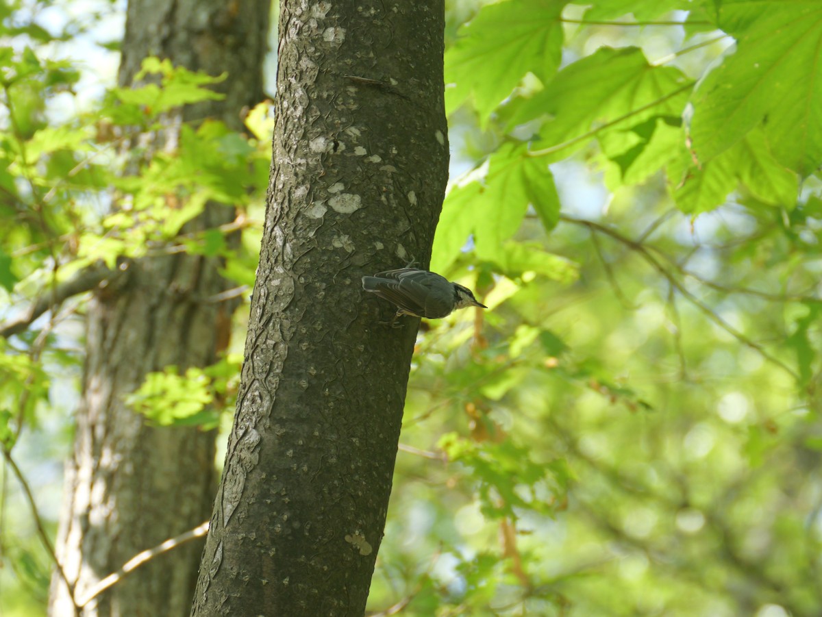 Eurasian Nuthatch - ML638874192