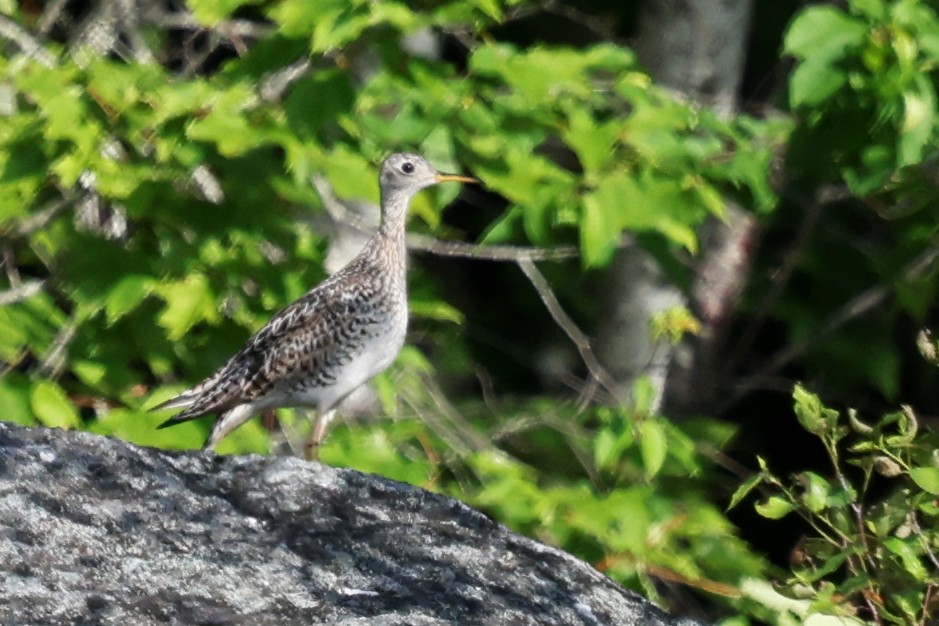 Upland Sandpiper - ML638874204