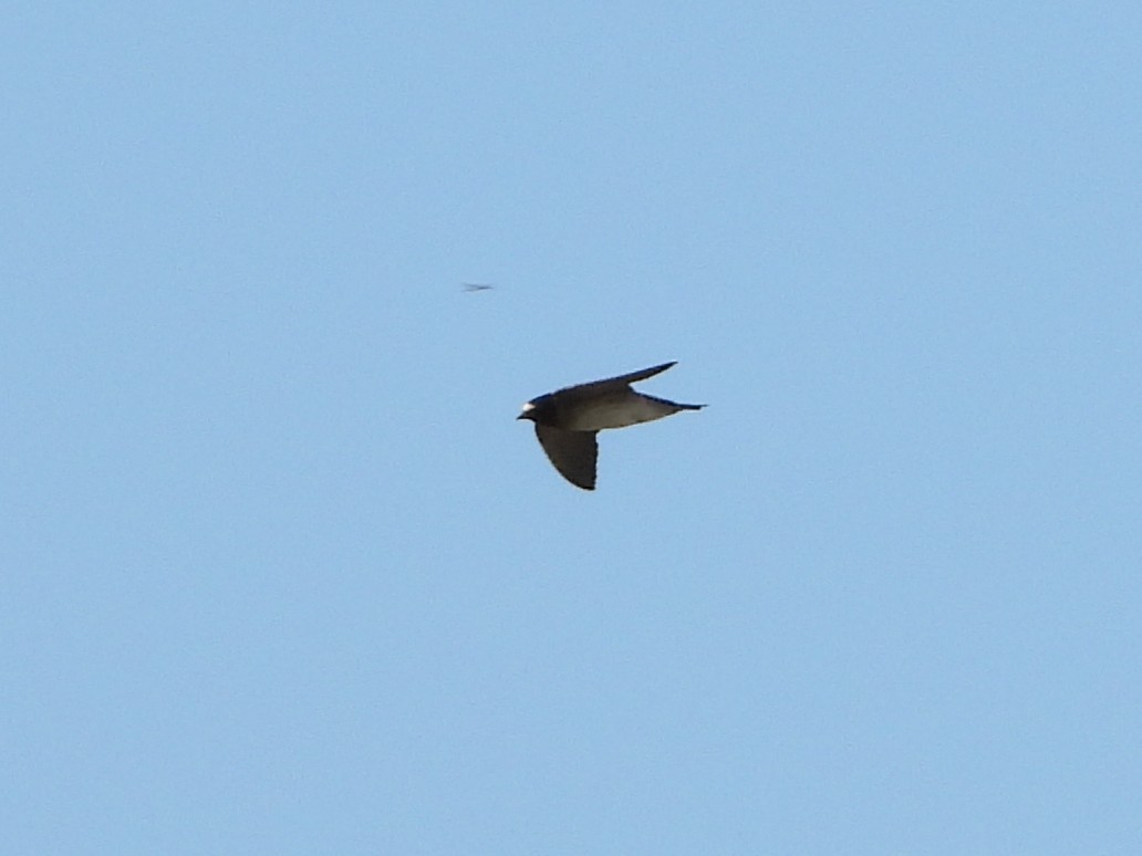 Cliff Swallow - ML638874215