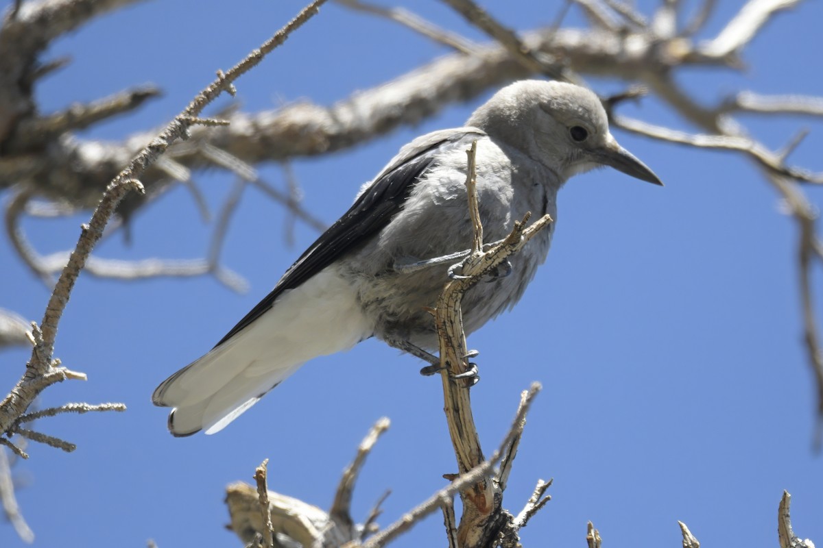 Clark's Nutcracker - ML638874239