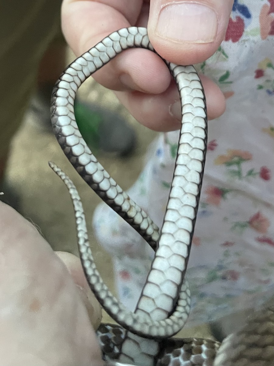 Puerto Rican Racer - ML638874245