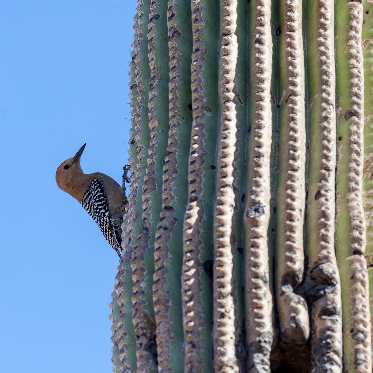 Gila Woodpecker - ML638874254