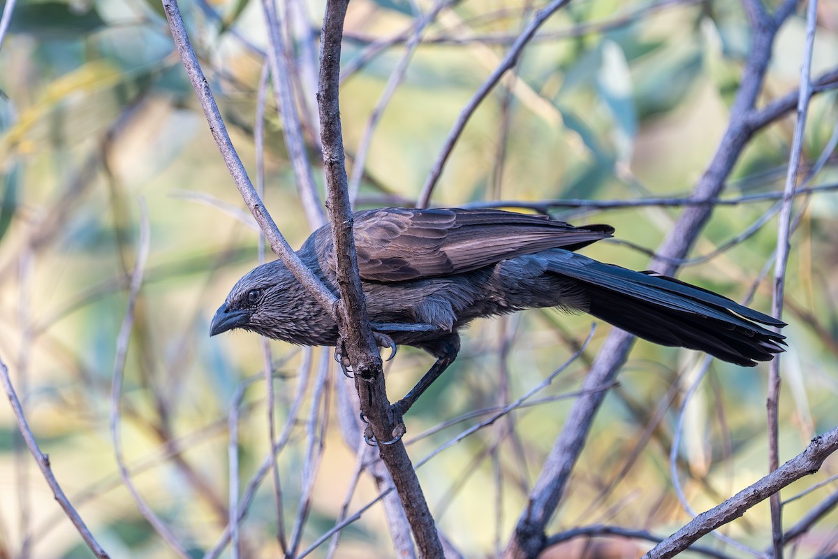 Apostlebird - ML638874256