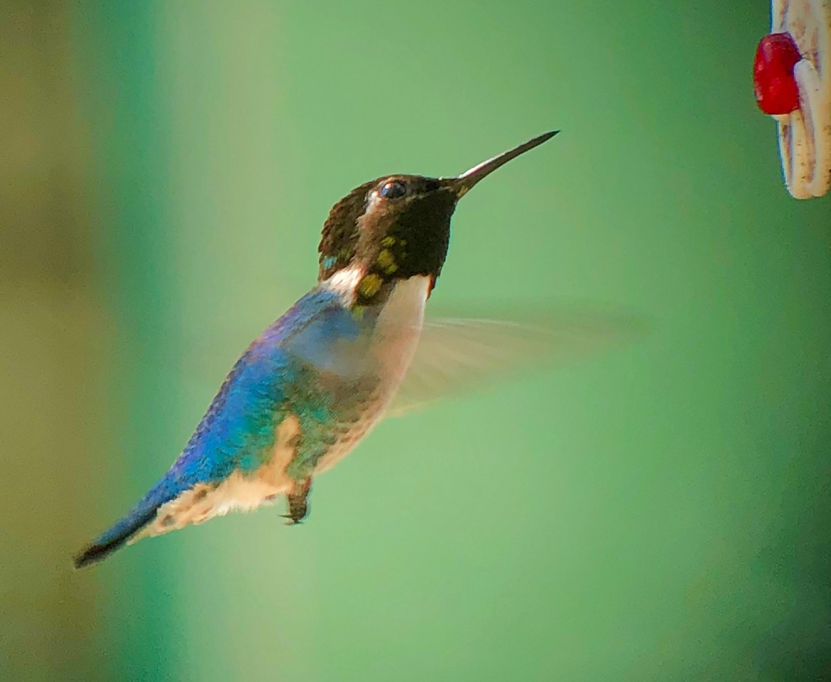 Bee Hummingbird - ML638874274