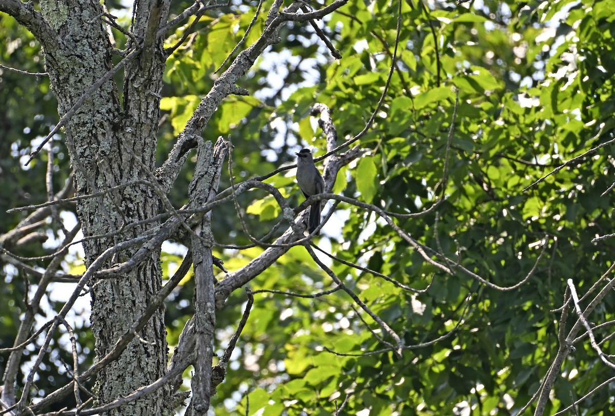 drozdec černohlavý - ML638874276