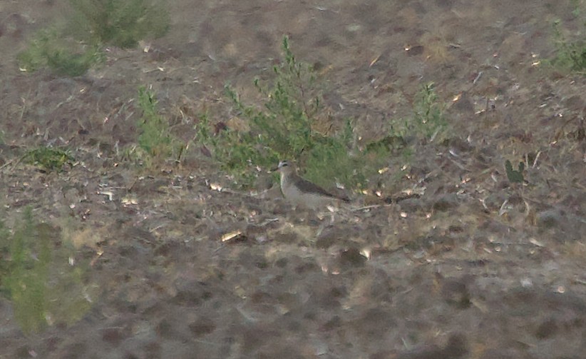 Mountain Plover - ML638874298