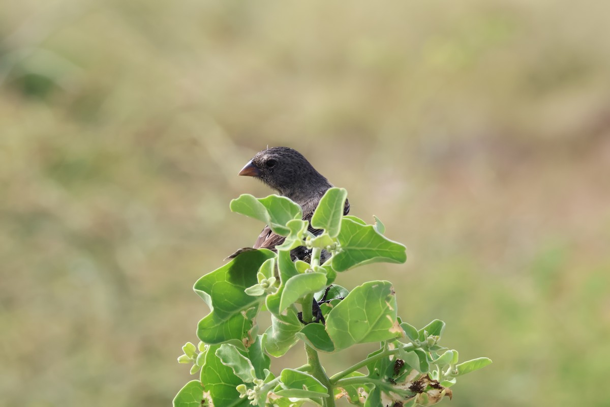 Medium Ground-Finch - ML638874316