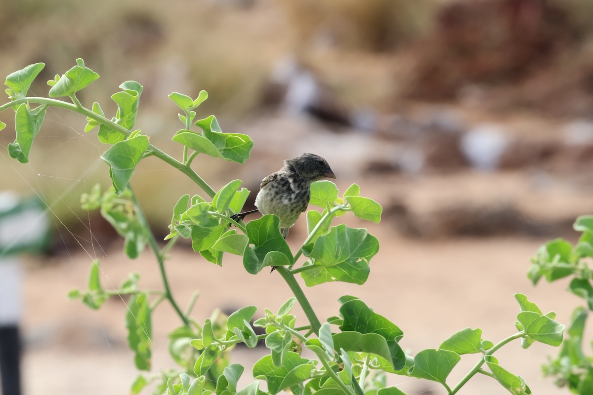 Medium Ground-Finch - ML638874322