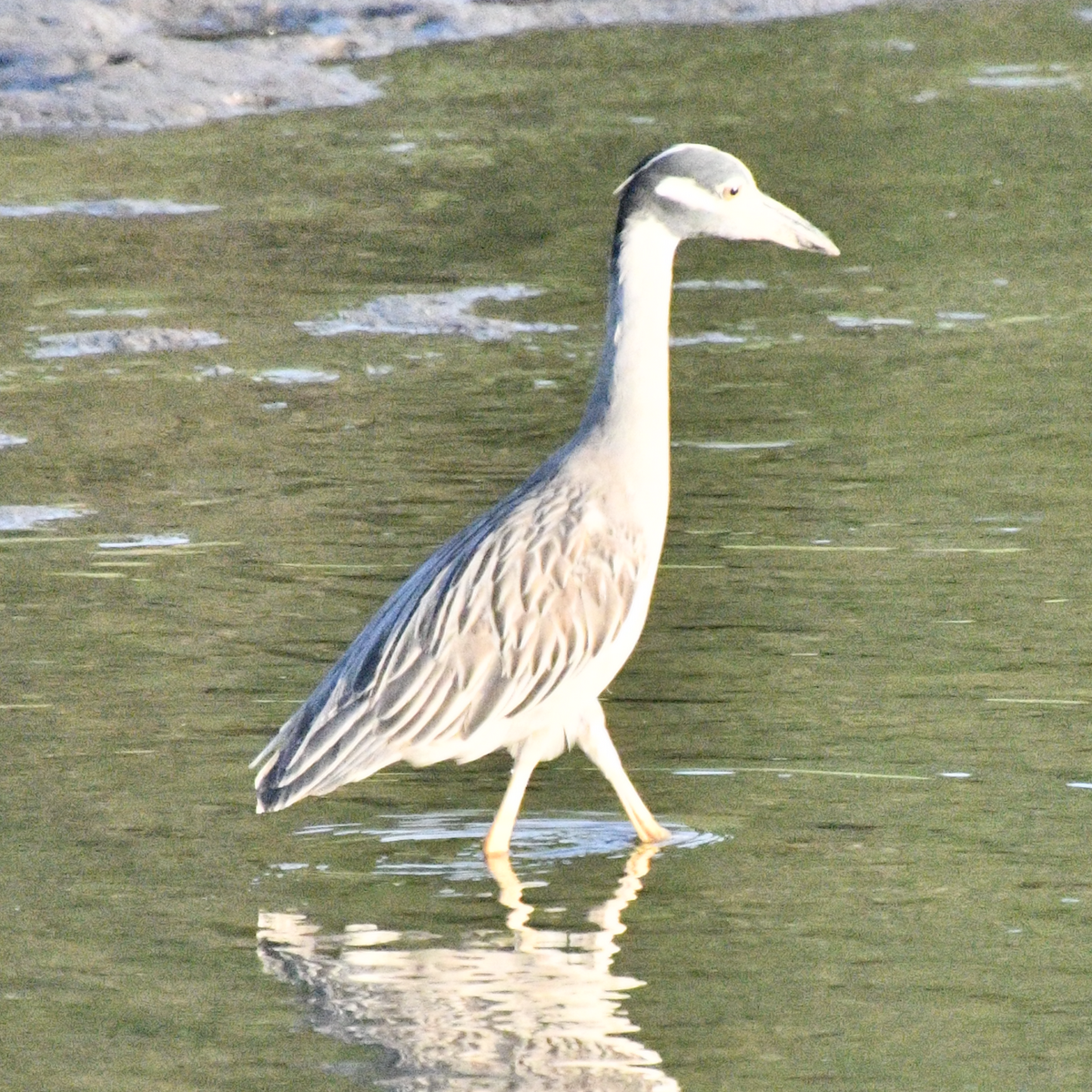 gulkronehegre - ML638874331