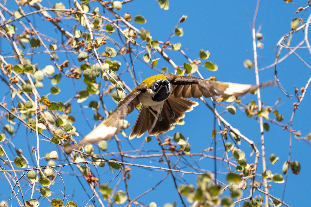 Blue-faced Honeyeater - ML638874338