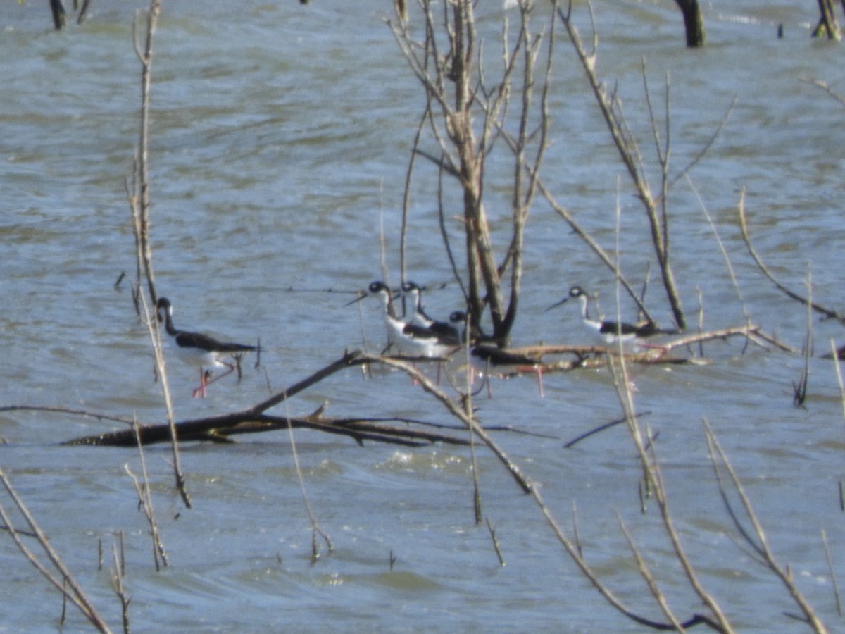 Black-necked Stilt - ML638874341