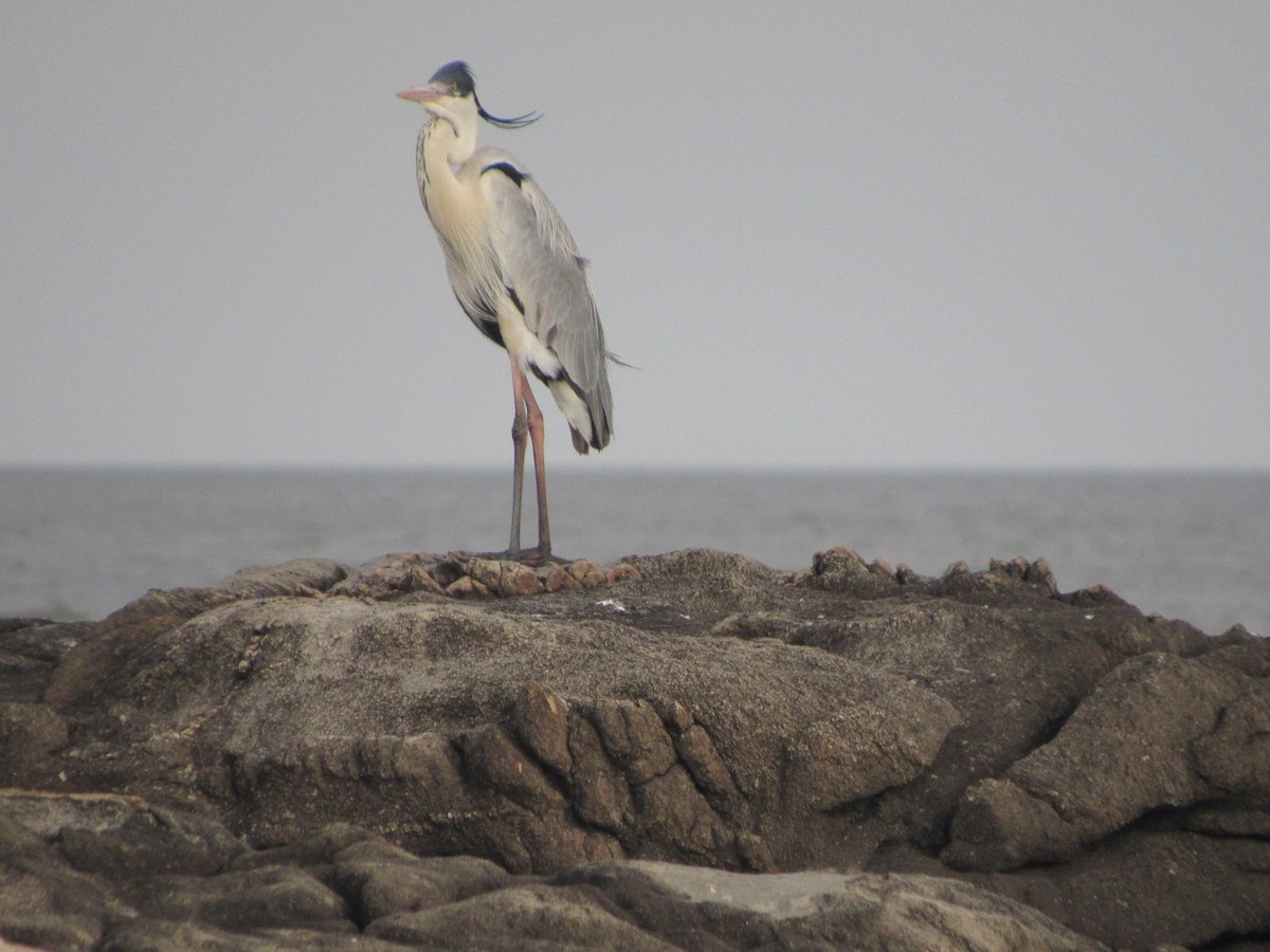 Cocoi Heron - ML638874346
