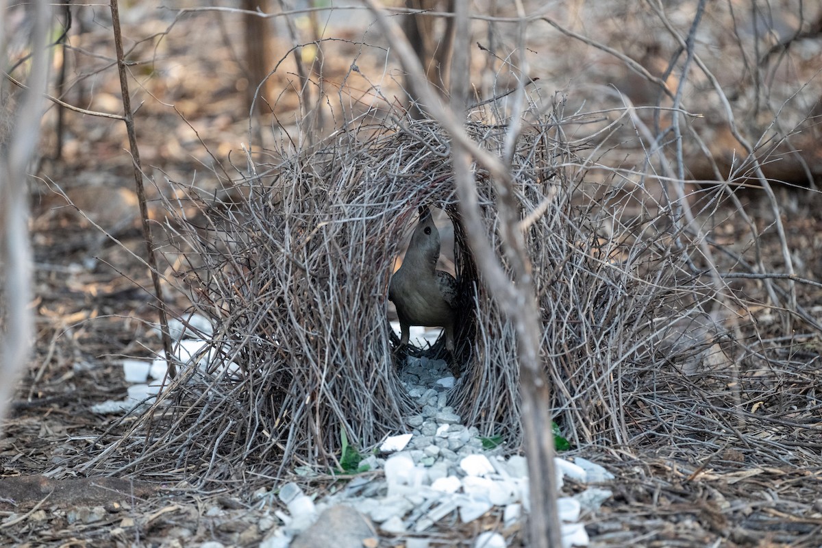 Great Bowerbird - ML638874350