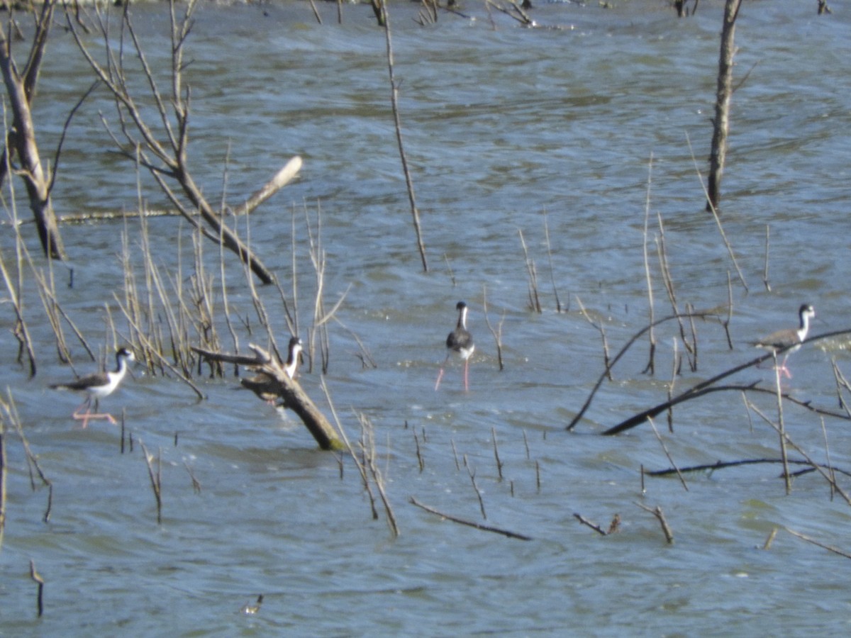Black-necked Stilt - ML638874358