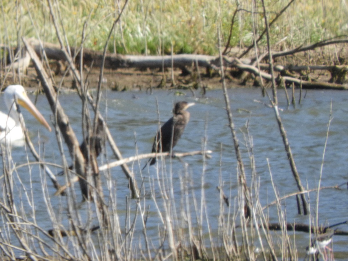 Neotropic Cormorant - ML638874365