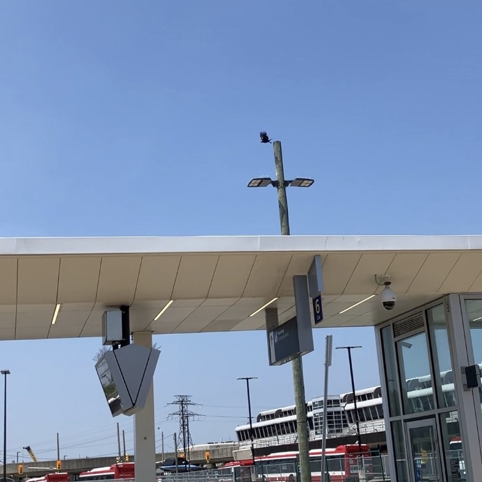 crow sp. - ML638874369