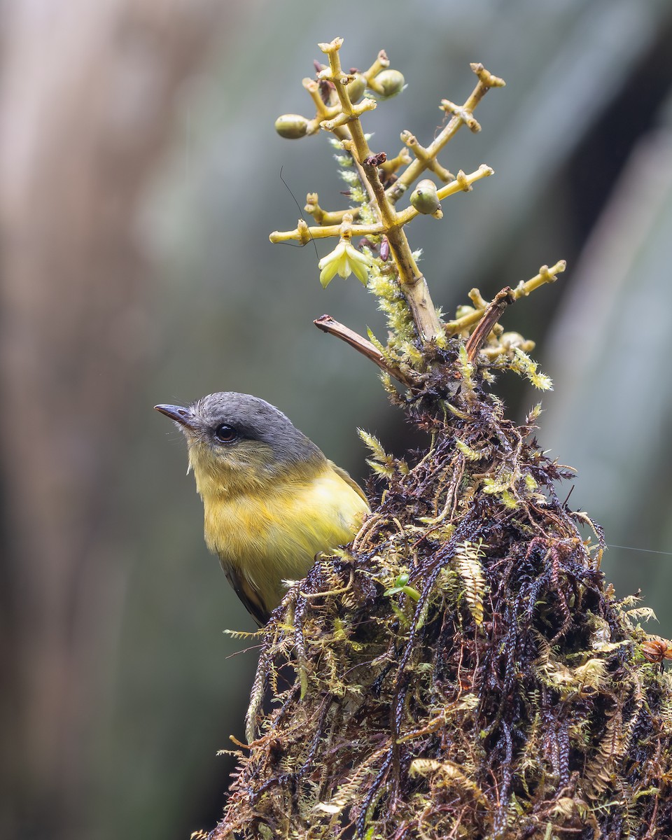 Handsome Flycatcher - ML638874370