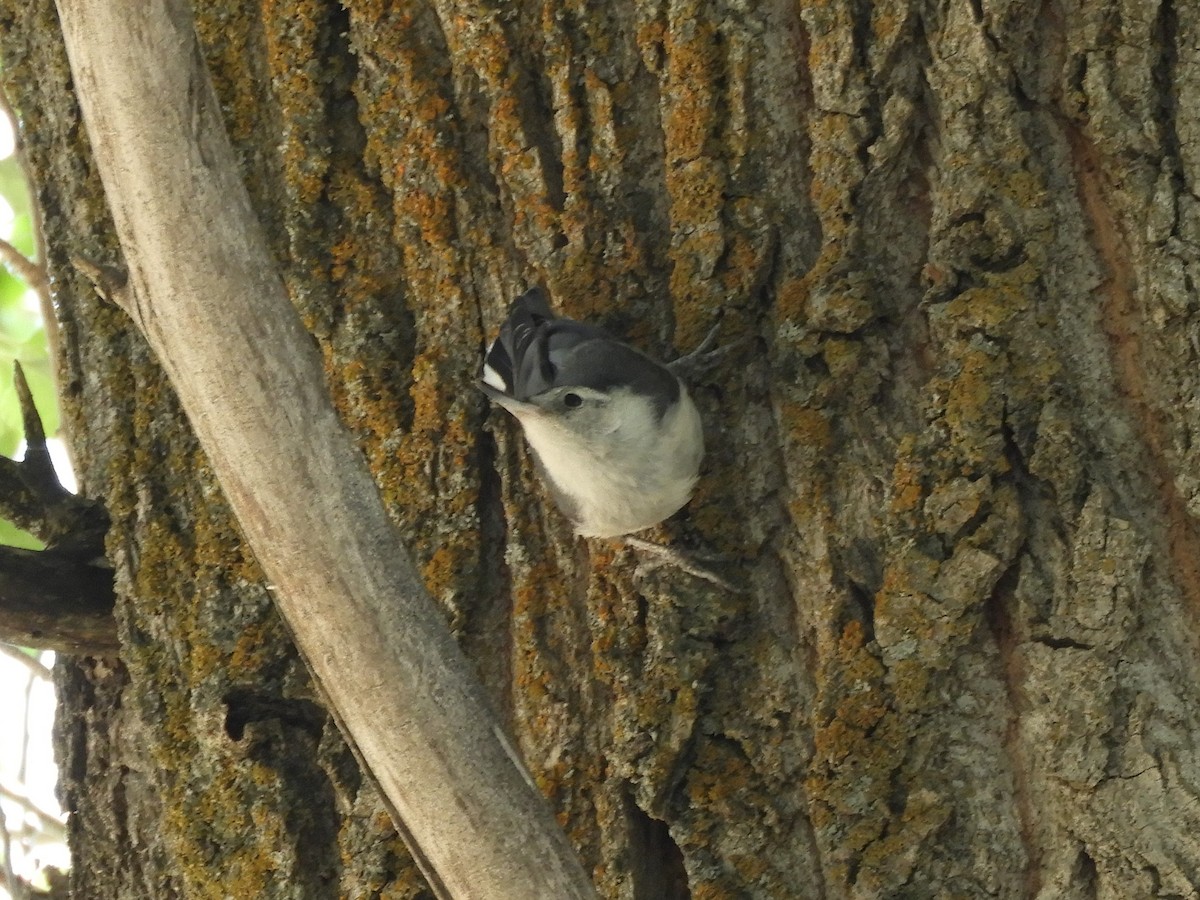 White-breasted Nuthatch - ML638874372