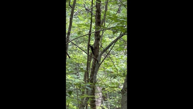 Yellow-bellied Sapsucker - ML638874378