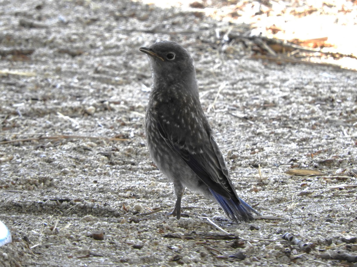 Western Bluebird - ML638874385