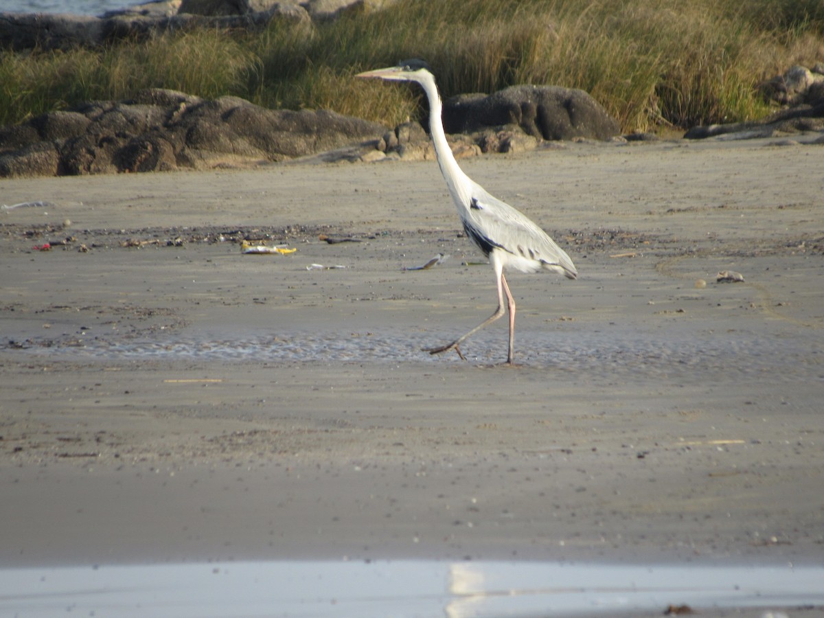 Cocoi Heron - ML638874390