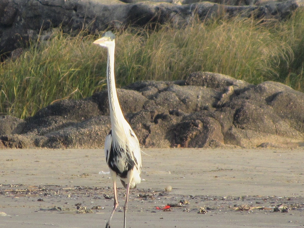 Cocoi Heron - ML638874391