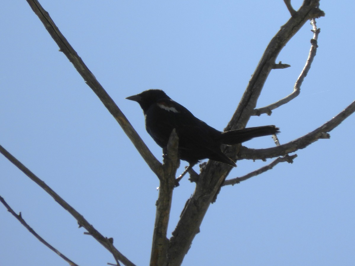Tricolored Blackbird - ML638874397