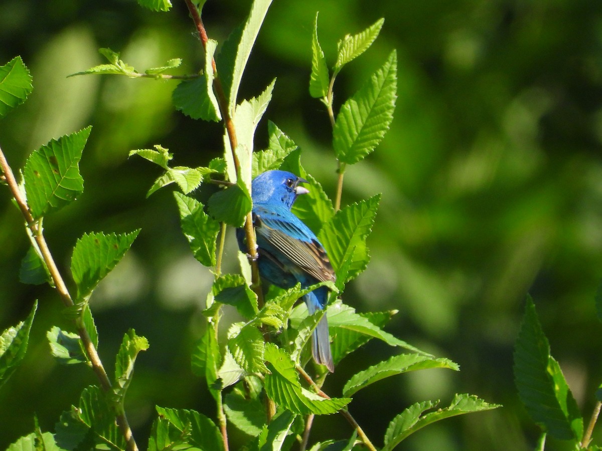 Indigo Bunting - ML638874403