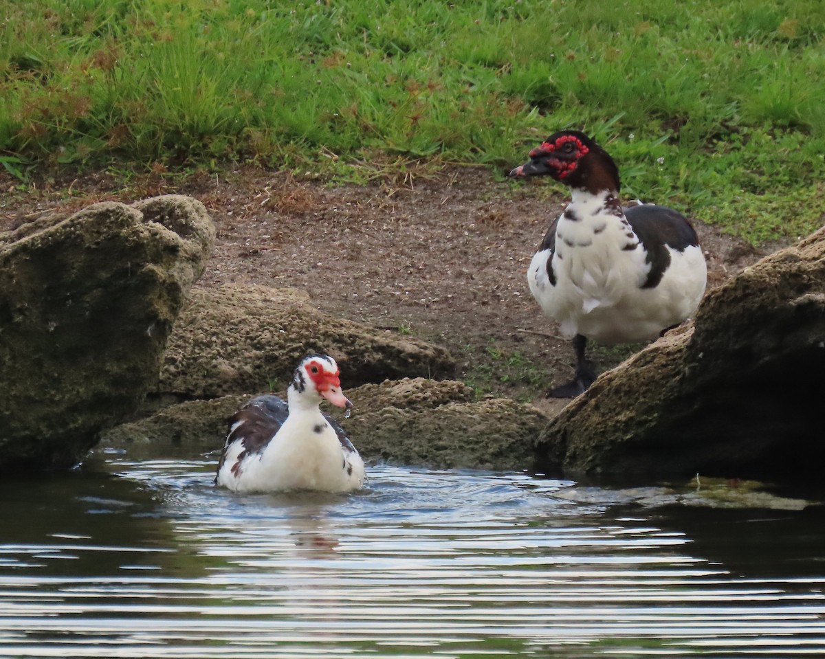Muscovy Duck (Domestic type) - ML638874406