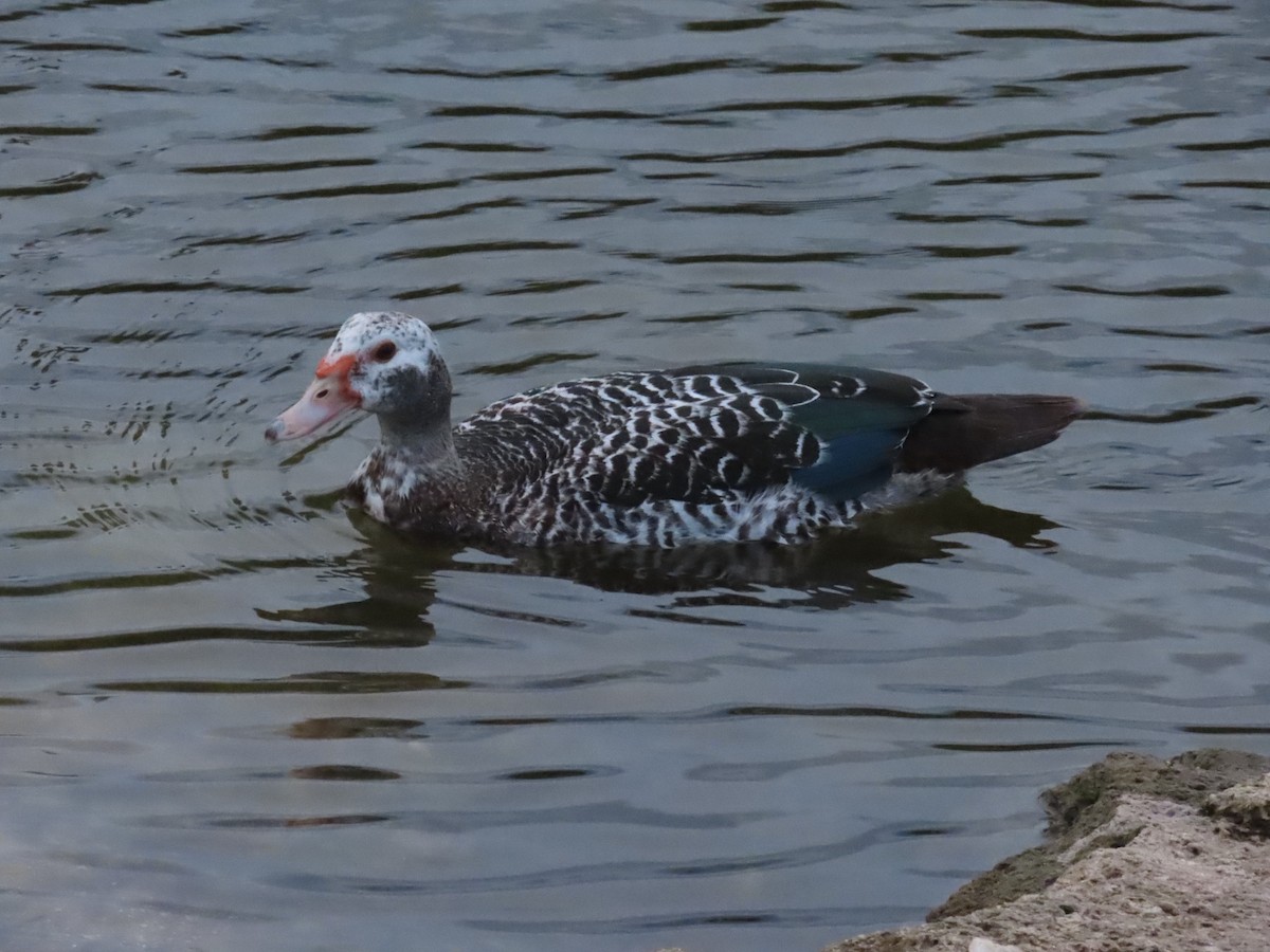 Muscovy Duck (Domestic type) - ML638874407