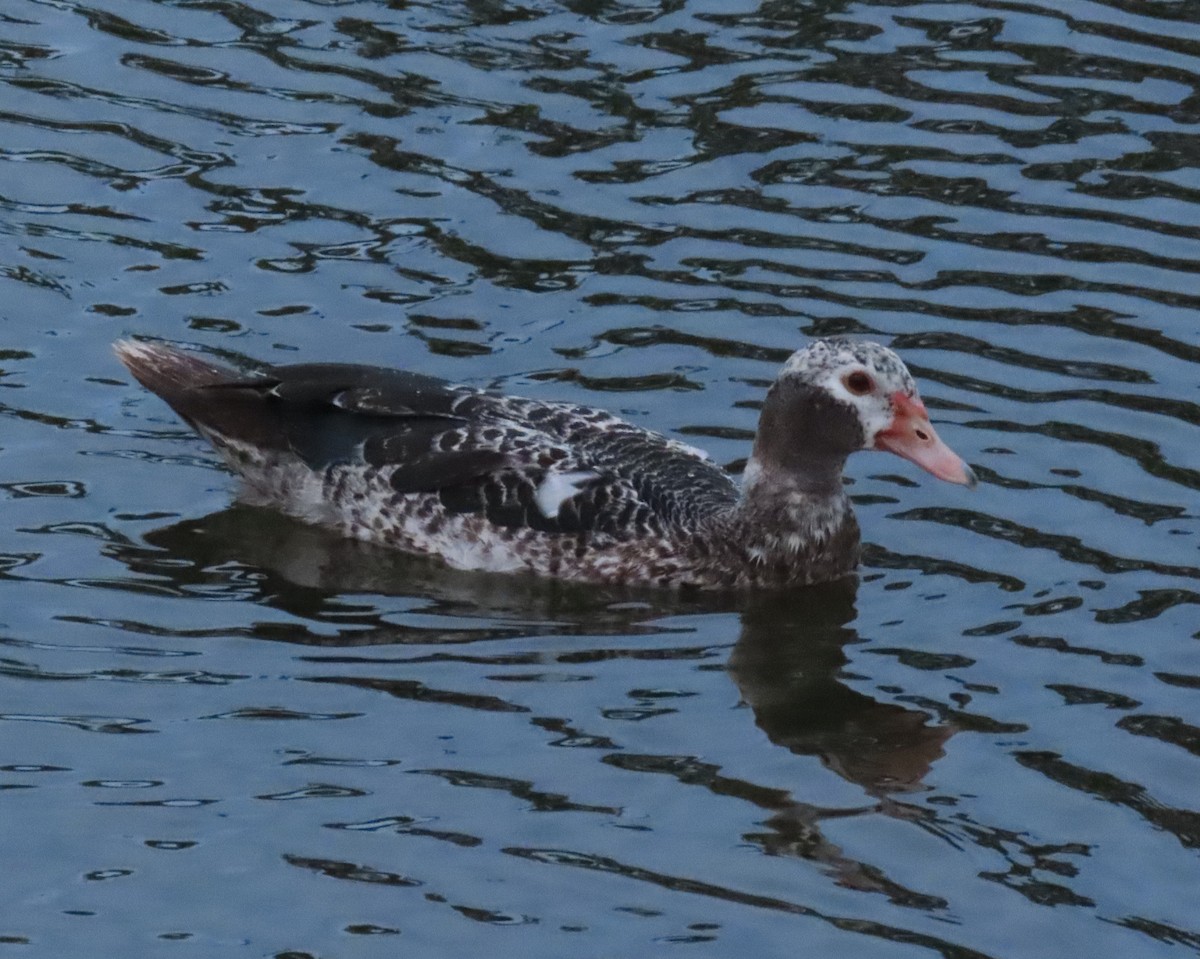 Muscovy Duck (Domestic type) - ML638874408