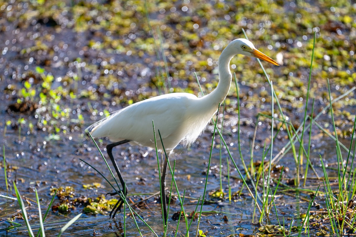 Plumed Egret - ML638874410