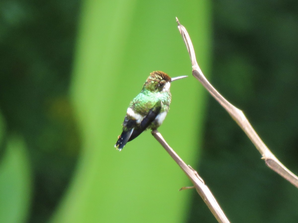 Black-bellied Thorntail - ML638874416