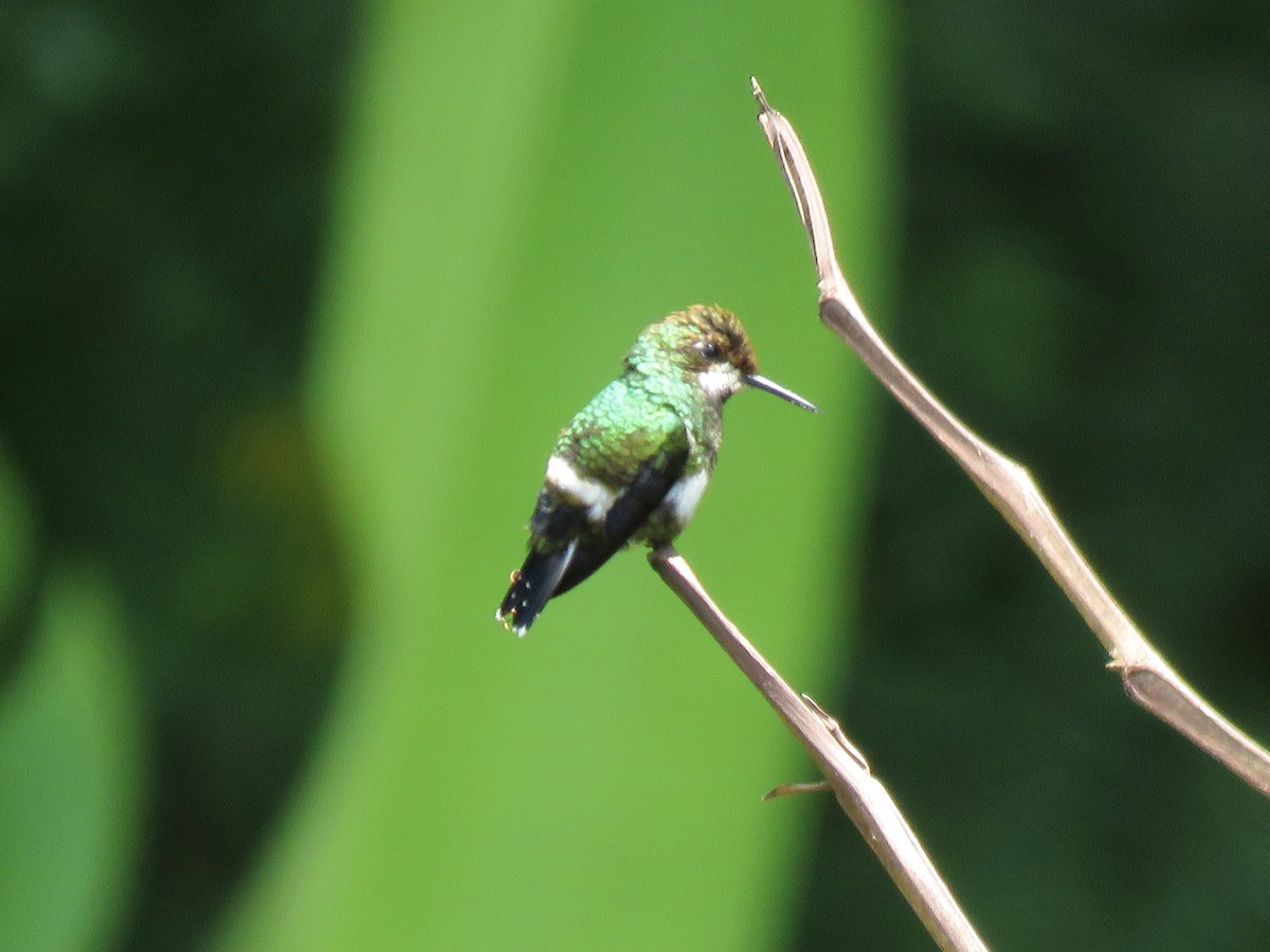 Black-bellied Thorntail - ML638874419