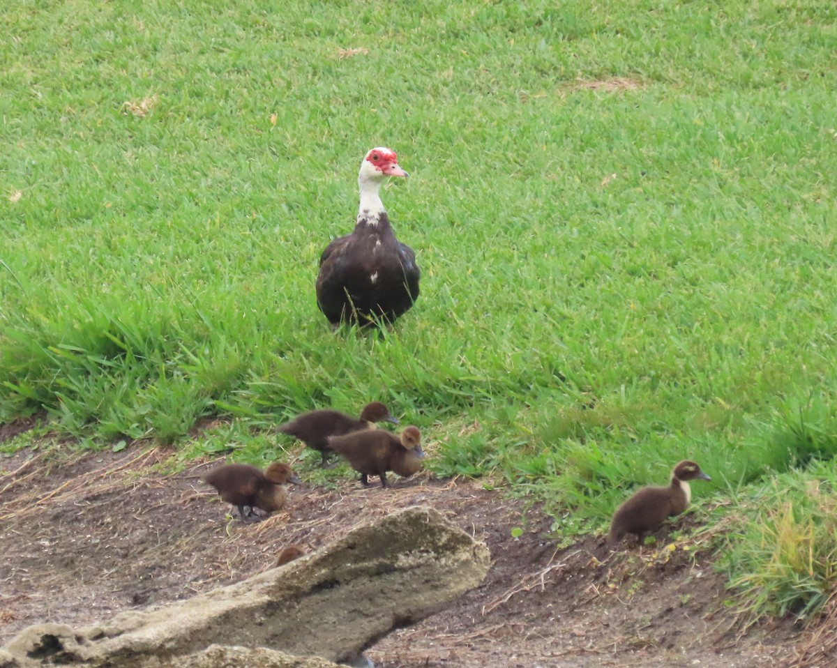 Muscovy Duck (Domestic type) - ML638874435