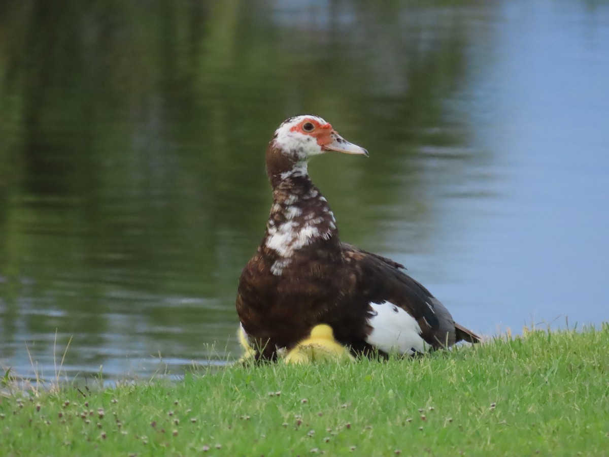Muscovy Duck (Domestic type) - ML638874436