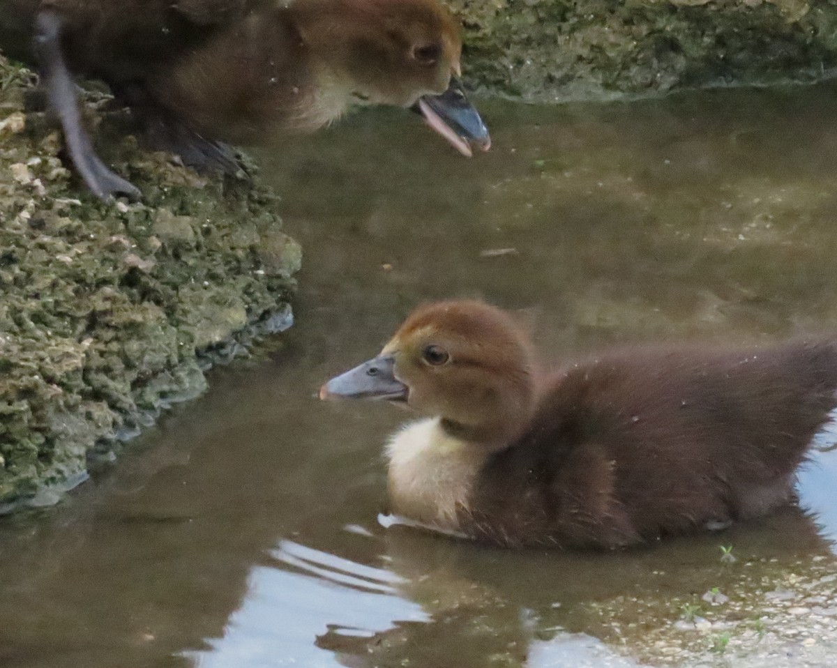 Muscovy Duck (Domestic type) - ML638874437