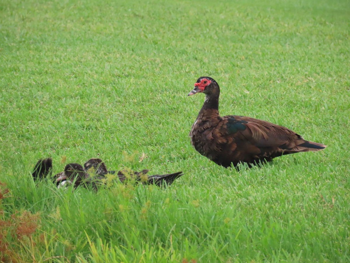 Muscovy Duck (Domestic type) - ML638874438
