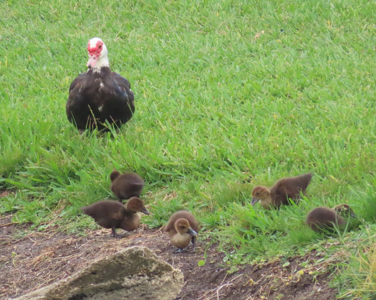 Muscovy Duck (Domestic type) - ML638874439