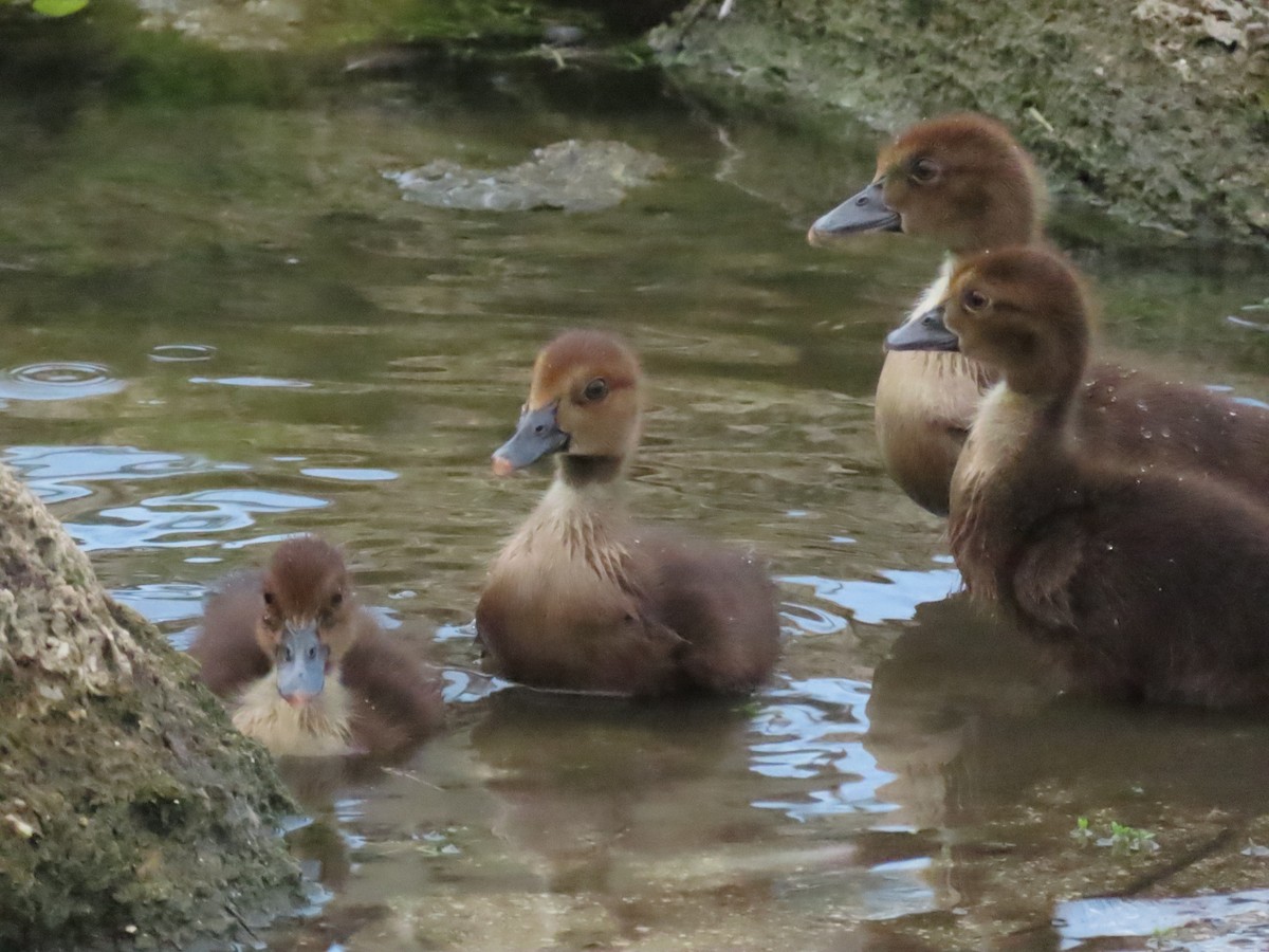 Muscovy Duck (Domestic type) - ML638874440