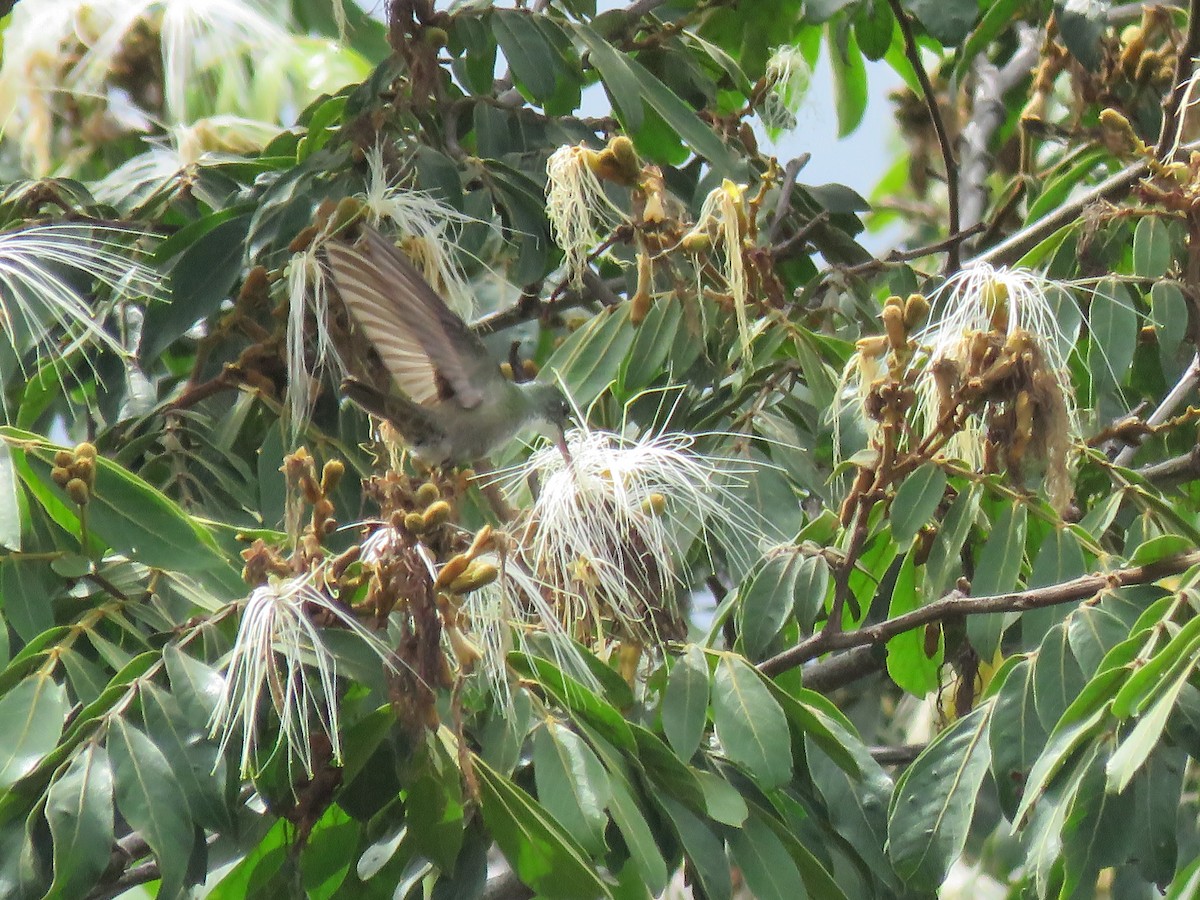 Azure-crowned Hummingbird - ML638874442